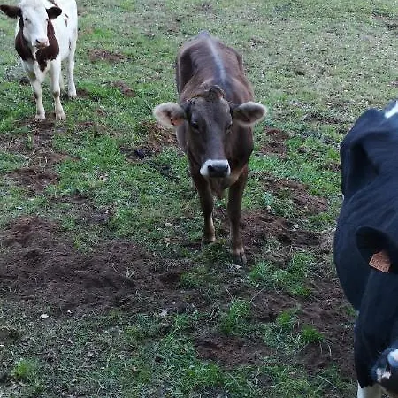 Domaine Du Bancourel 3* Calviac-en-Perigord