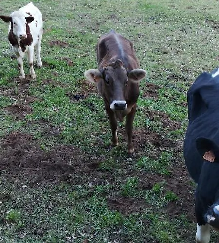 Domaine Du Bancourel 3* Calviac-en-Perigord