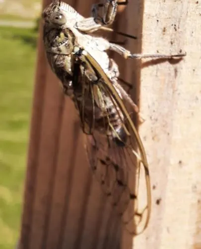 Alojamento de Acomodação e Pequeno-almoço Domaine Du Bancourel