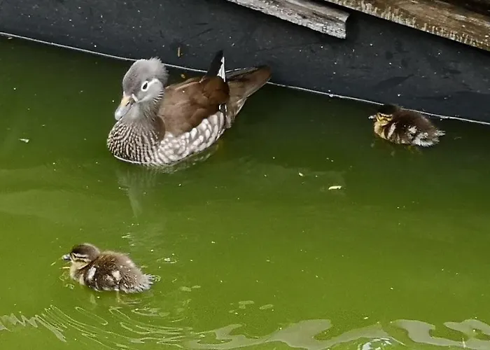Domaine Du Bancourel